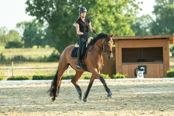 Dressur-Youngster mit Championatsqualität, DPA vorgestellt
