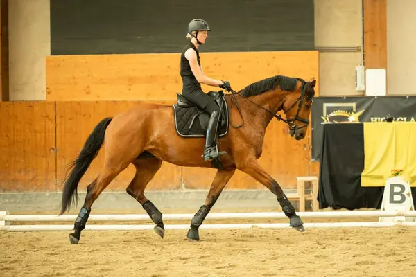 Dressur-Youngster mit Championatsqualität, DPA vorgestellt