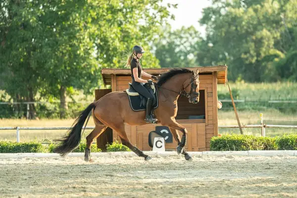 Dressur-Youngster mit Championatsqualität, DPA vorgestellt