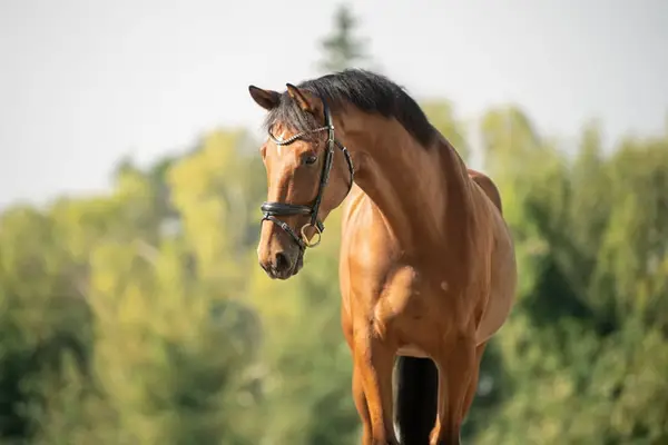 Dressur-Youngster mit Championatsqualität, DPA vorgestellt