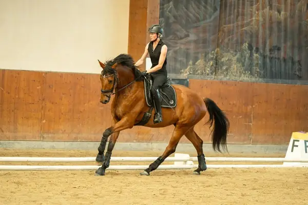 Dressur-Youngster mit Championatsqualität, DPA vorgestellt