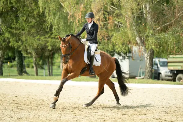 Dressur-Youngster mit Championatsqualität, DPA vorgestellt