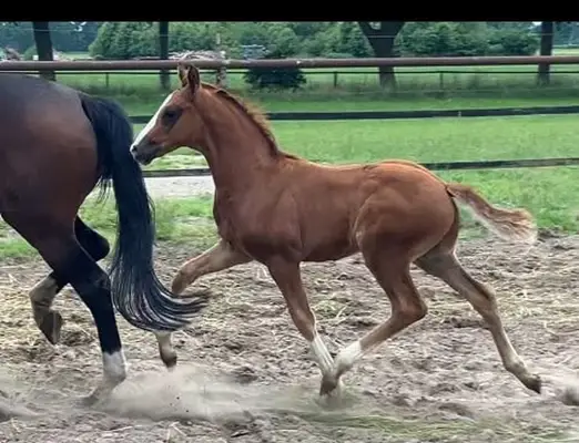 Great yearling stallion