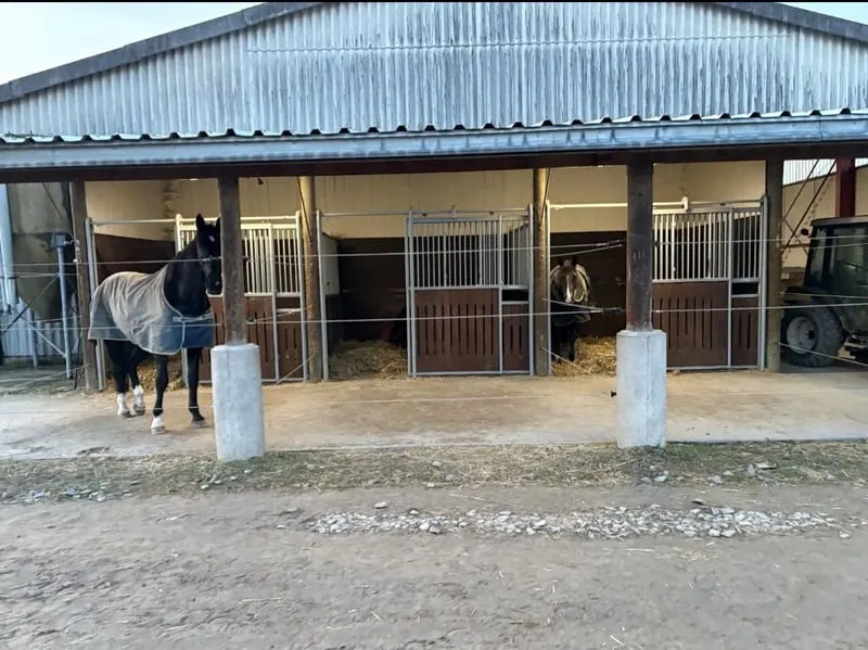 Außenbox mit überdachtem Paddock
