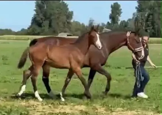 Movement-Strong Filly Foal