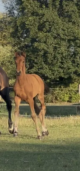 Typey dressage foal