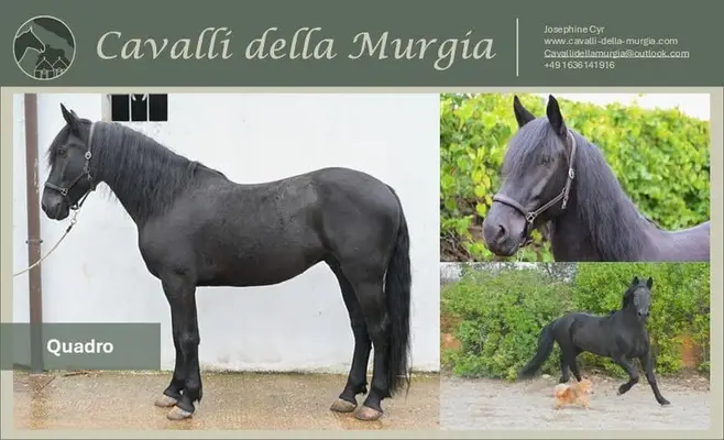 Quadro – un cheval, un partenaire exceptionnel avec un grand talent