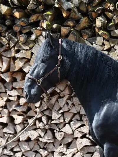 Oscar Ein barocker Murgese mit Herz und Charakter