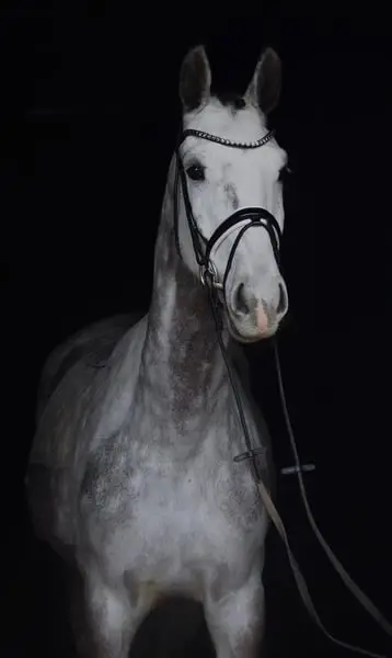 Springpferd der Extraklasse!