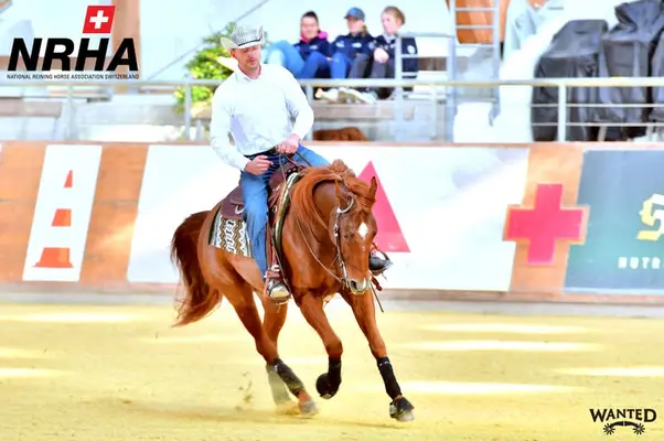 Western Beritt / Reining