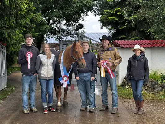 Western Beritt / Reining
