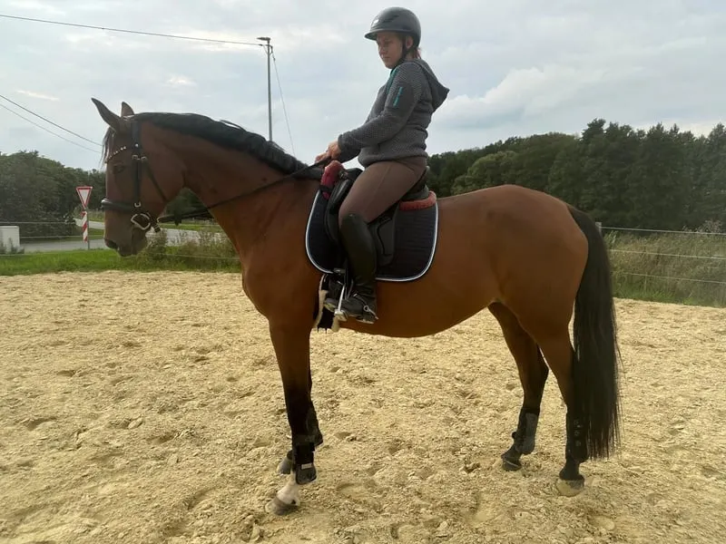 Hauptprämienstute für Zucht und reiten