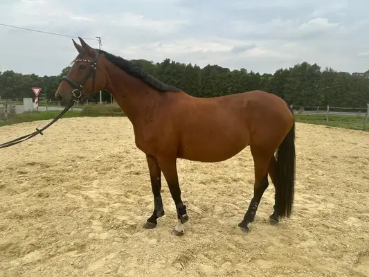 Hauptprämienstute für Zucht und reiten