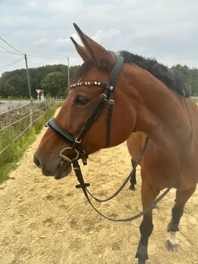 Hauptprämienstute für Zucht und reiten