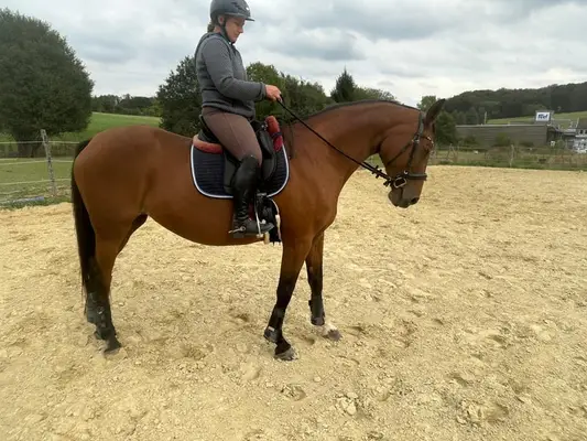Hauptprämienstute für Zucht und reiten