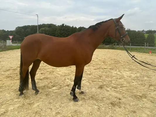 Hauptprämienstute für Zucht und reiten