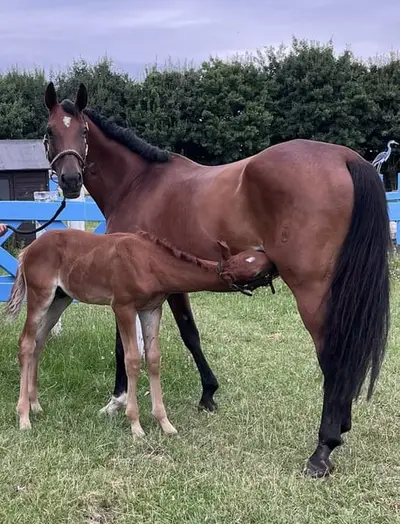 Hauptprämienstute für Zucht und reiten