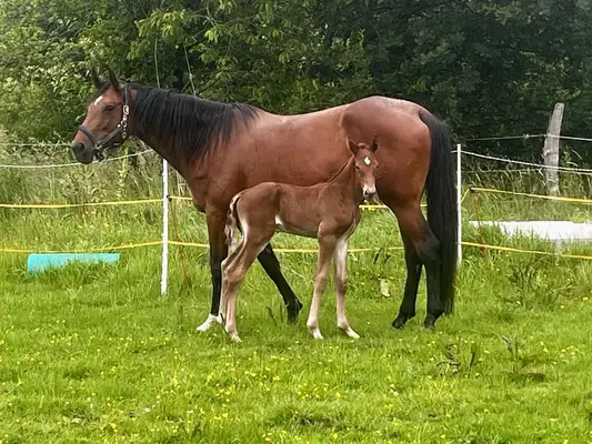 Hauptprämienstute für Zucht und reiten