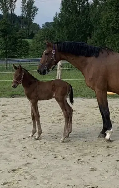 Hauptprämienstute für Zucht und reiten