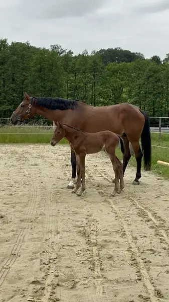 Hauptprämienstute für Zucht und reiten