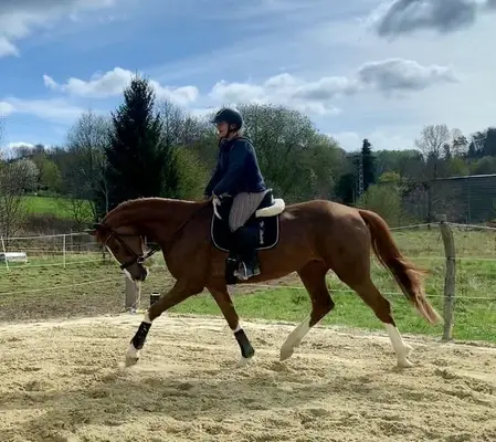Jeune jument avec la qualité pour le dressage de haut niveau