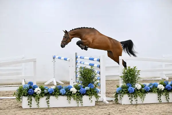 Grand sauteur pour le sport exigeant