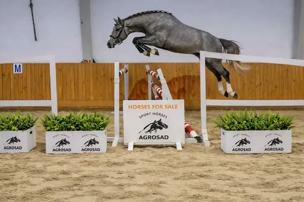 Hongre exceptionnel pour le sport de haut niveau