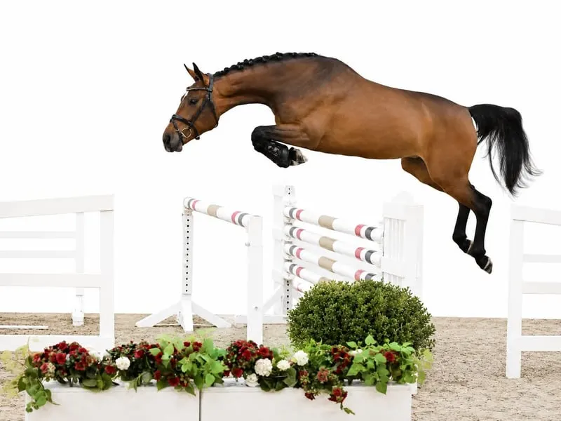 Reitpferd für den Hochleistungssport