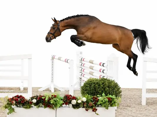 Reitpferd für den Hochleistungssport