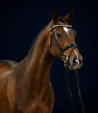 Reitpferd für den Hochleistungssport