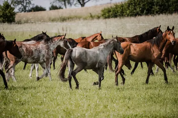 Empresa ecuestre profesional de gestión familiar ofrece pensión para caballos, entrenamiento ecuestre y clases de equitación
