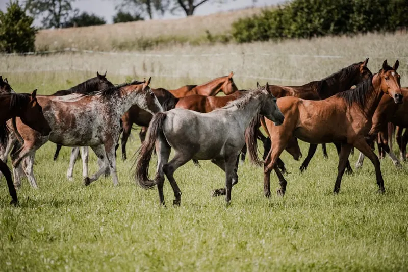 Professioneller, familiär geführter Pferdestall bietet Pferdepension, Pferdetraining und Reitunterri