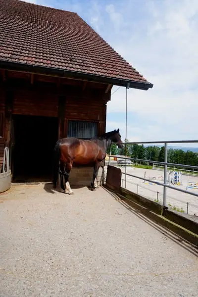 Professioneller, familiär geführter Pferdestall bietet Pferdepension, Pferdetraining und Reitunterri