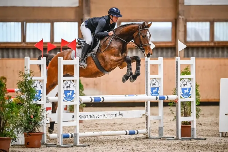 7-jährige Springstute — kompakt gebaut und voller Energie