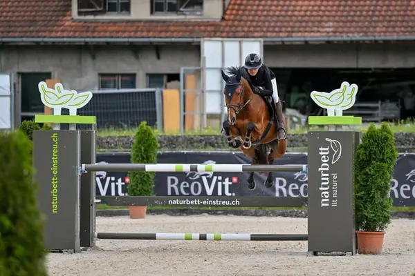 Elegante, temperamentvolle 8-jährige Springstute
