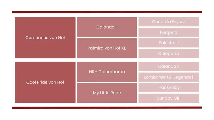 Elegante, temperamentvolle 8-jährige Springstute