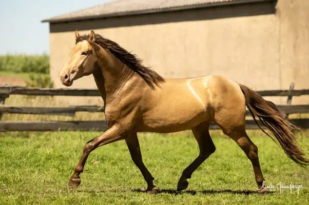 Doppel Pearl Deckhengst, absolut lieber ruhiger Charakter