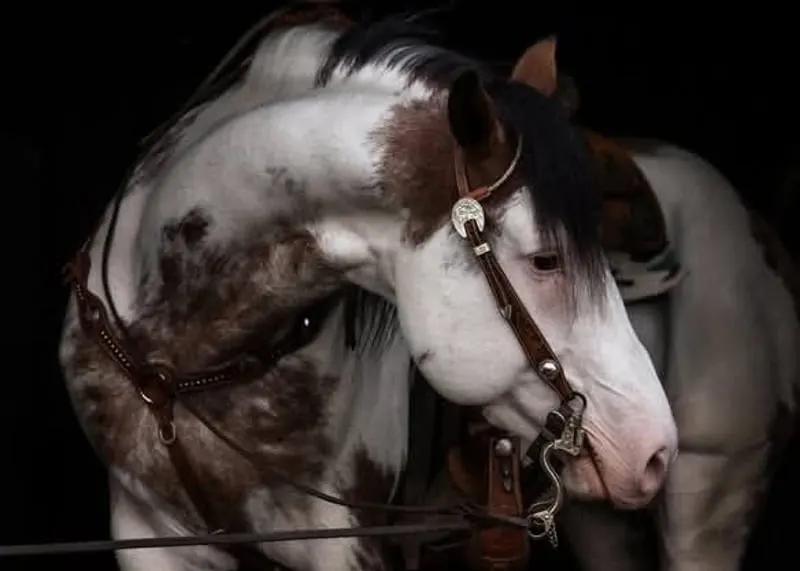 American Paint Horses Deckhengst in Bay Overo