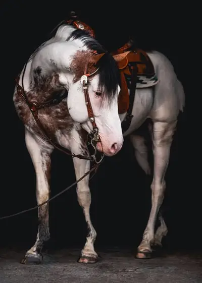 American Paint Horses Deckhengst in Bay Overo