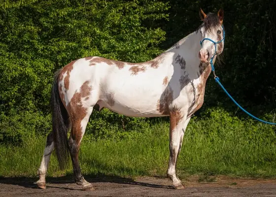 American Paint Horses Deckhengst in Bay Overo