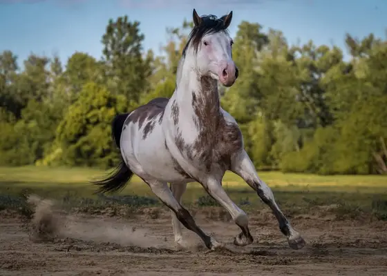 American Paint Horses Deckhengst in Bay Overo