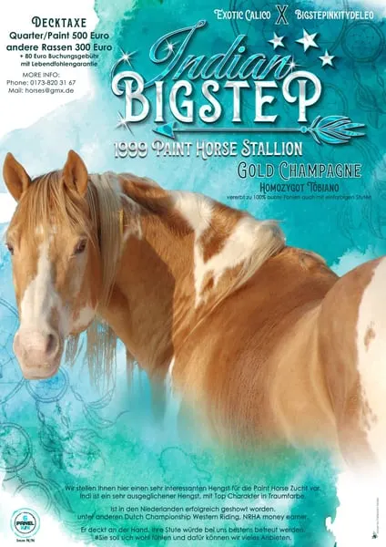 American Paint Horse Deckhengst in gold champagne