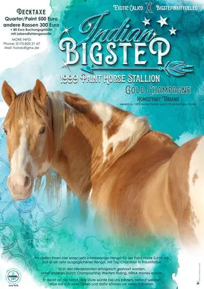 American Paint Horse breeding stallion in gold champagne