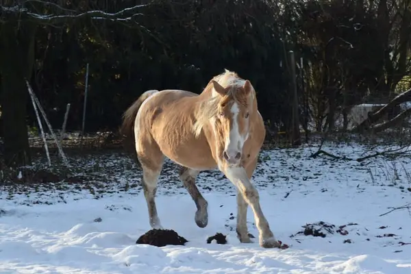 American Paint Horse Deckhengst in gold champagne