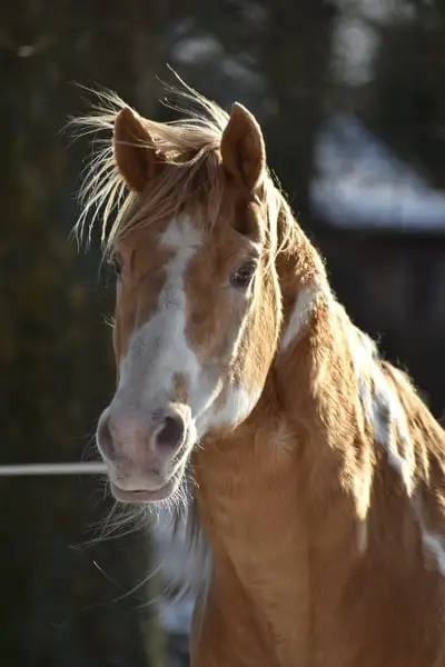 American Paint Horse Deckhengst in gold champagne