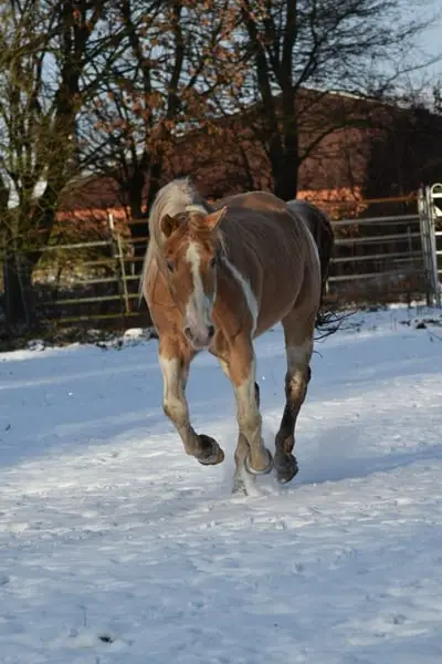 American Paint Horse Deckhengst in gold champagne