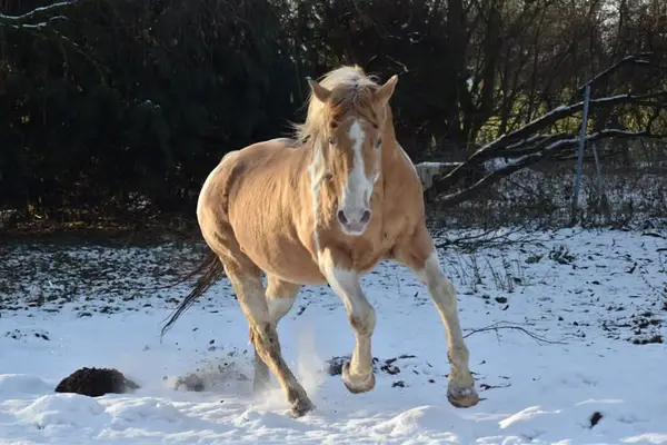 American Paint Horse Deckhengst in gold champagne