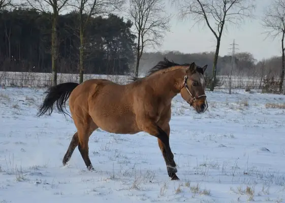 Quarter Horse Deckhengst in Dunskin mit top Charakter, Herz und