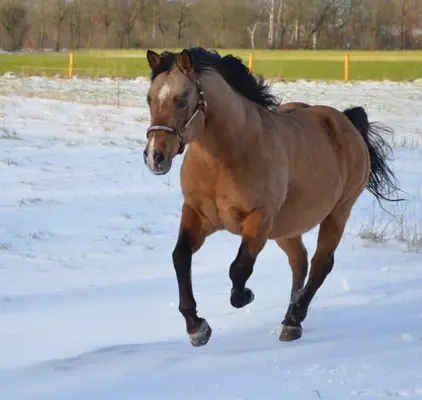 Quarter Horse Deckhengst in Dunskin mit top Charakter, Herz und