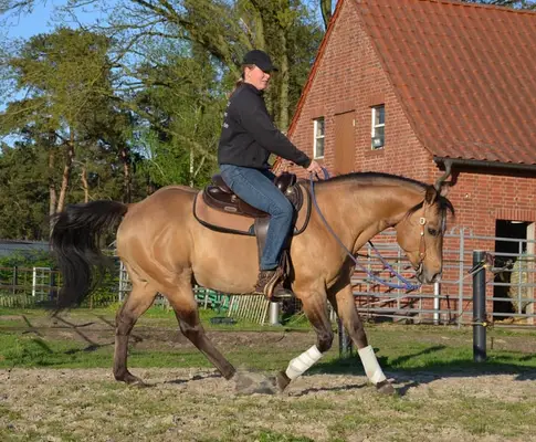 Quarter Horse Deckhengst in Dunskin mit top Charakter, Herz und